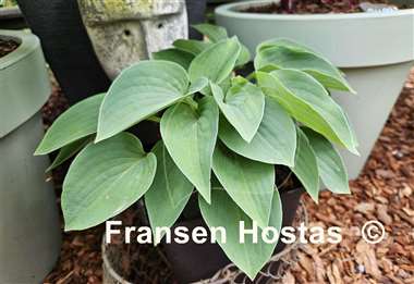 Hosta Pelham Blue Tump