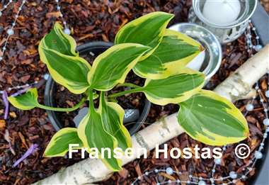 Hosta Penny Lane
