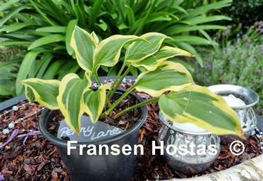 Hosta Penny Lane