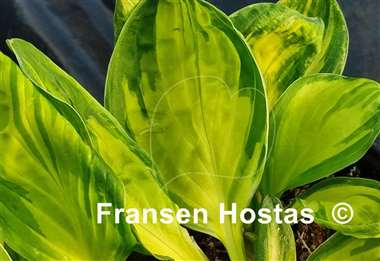 Hosta Peppermint Ice