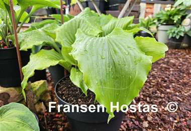 Hosta Peppermint Twist