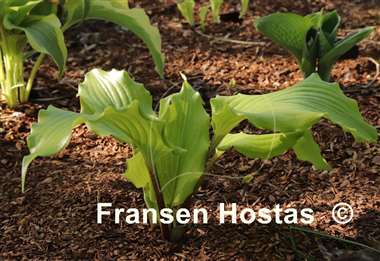 Hosta Peppermint Twist