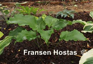 Hosta Peppermint Twist