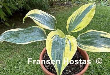 Hosta Permafrost