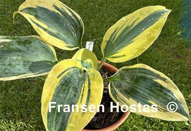 Hosta Permafrost