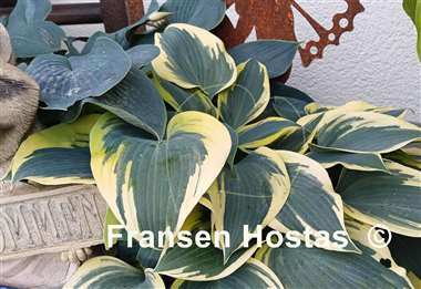 Hosta Permafrost