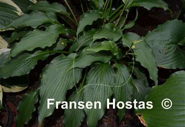 Hosta Permanent Wave