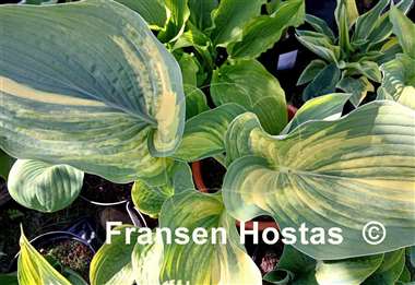 Hosta Pete's Design