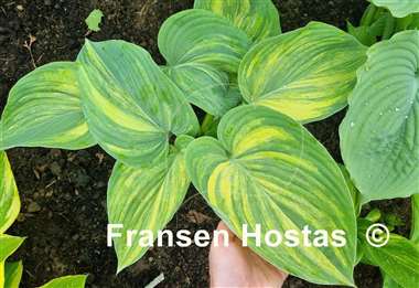 Hosta Pete's Design