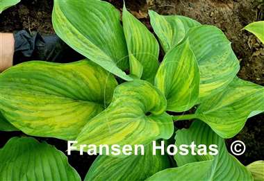 Hosta Pete's Design