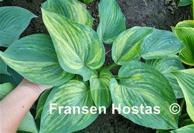 Hosta Pete's Design