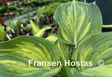 Hosta Pete's Design