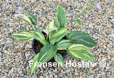 Hosta Pete's Impression