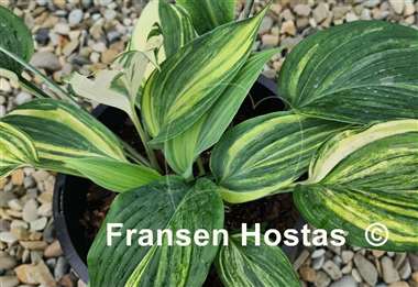 Hosta Pete's Impression