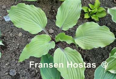 Hosta Phoenix Feathers