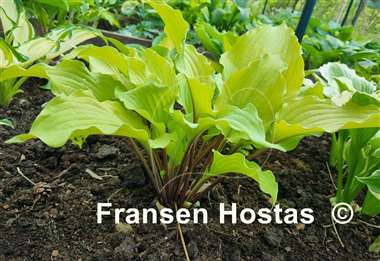 Hosta Phoenix Feathers