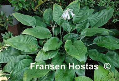 Hosta Phoenix