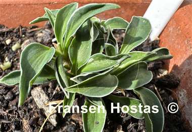 Hosta Pierced Mouse Ears