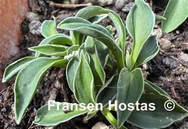 Hosta Pierced Mouse Ears