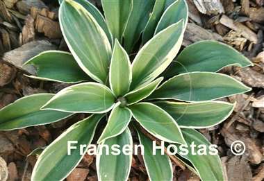 Hosta Pierced Mouse Ears