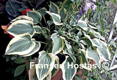 Hosta Pilgrim