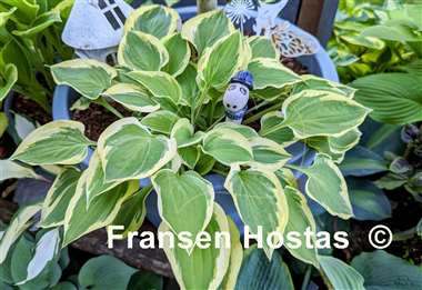 Hosta Pilgrim