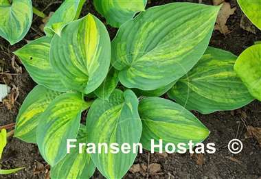 Hosta Pin Stripe Sister