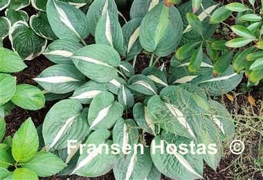 Hosta Pin-Up