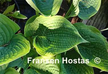 Hosta Pin-up Girl