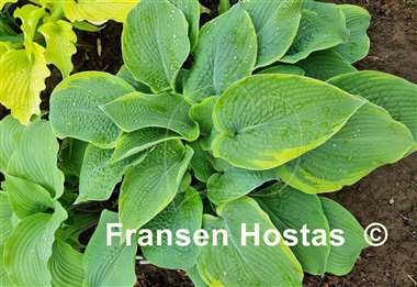 Hosta Pin-up Girl