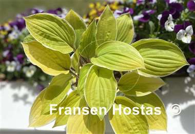 Hosta Pinani Island Surf