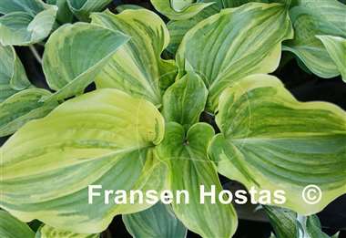 Hosta Pinball Wizard