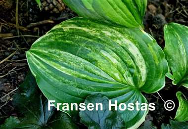 Hosta Pinball Wizard