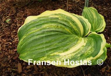 Hosta Pinball Wizard