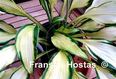Hosta Pineapple Express