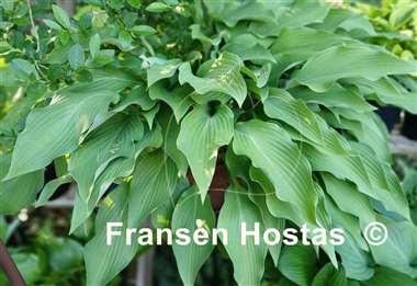 Hosta Pineapple Poll