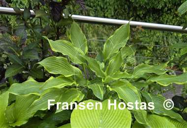 Hosta Pineapple Punch