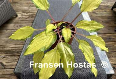 Hosta Pineapple Salsa