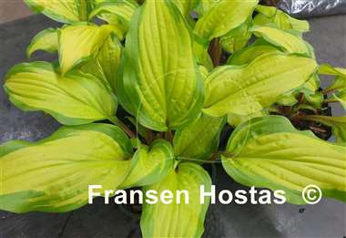 Hosta Pineapple Salsa