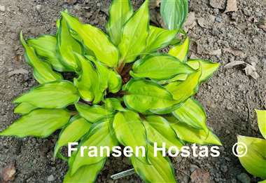 Hosta Pineapple Salsa