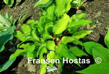 Hosta Pineapple Salsa