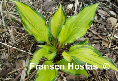 Hosta Pineapple Salsa