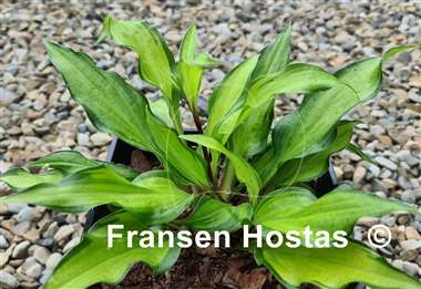 Hosta Pineapple Salsa