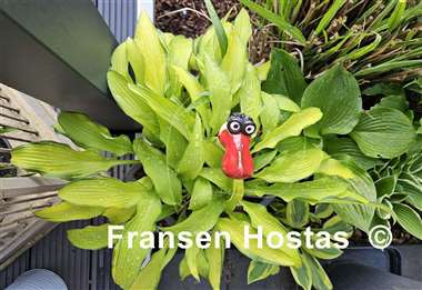 Hosta Pineapple Upsidedown Cake