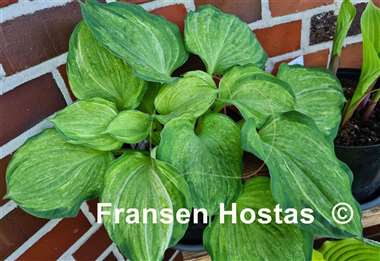 Hosta Pistache 