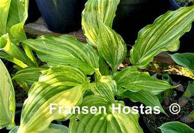 Hosta Play it Again, Sam
