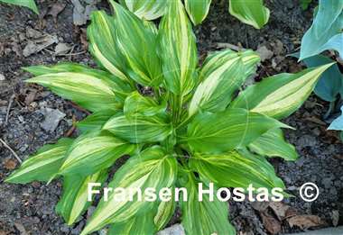 Hosta Play it Again, Sam
