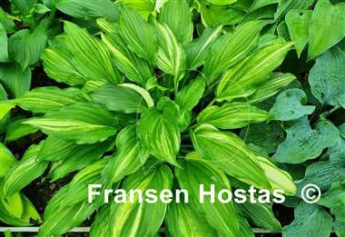 Hosta Play it Again, Sam