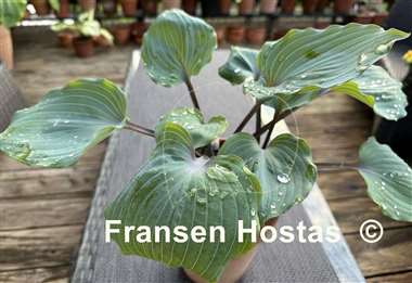 Hosta Plum Delicious