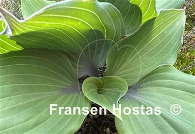 Hosta Plum Delicious